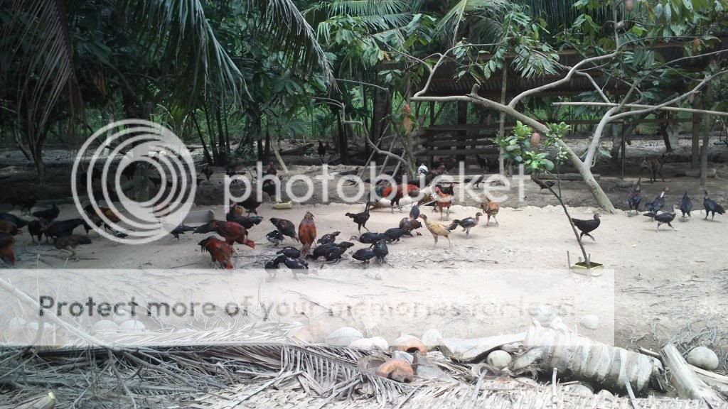 Bến Lức - Long An - Chuyên gà đá tiền - gà Nồi, gà Tre, gà Lai - 1