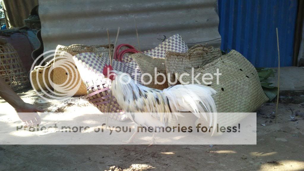 Bến Lức - Long An - Chuyên gà đá tiền - gà Nồi, gà Tre, gà Lai - 4