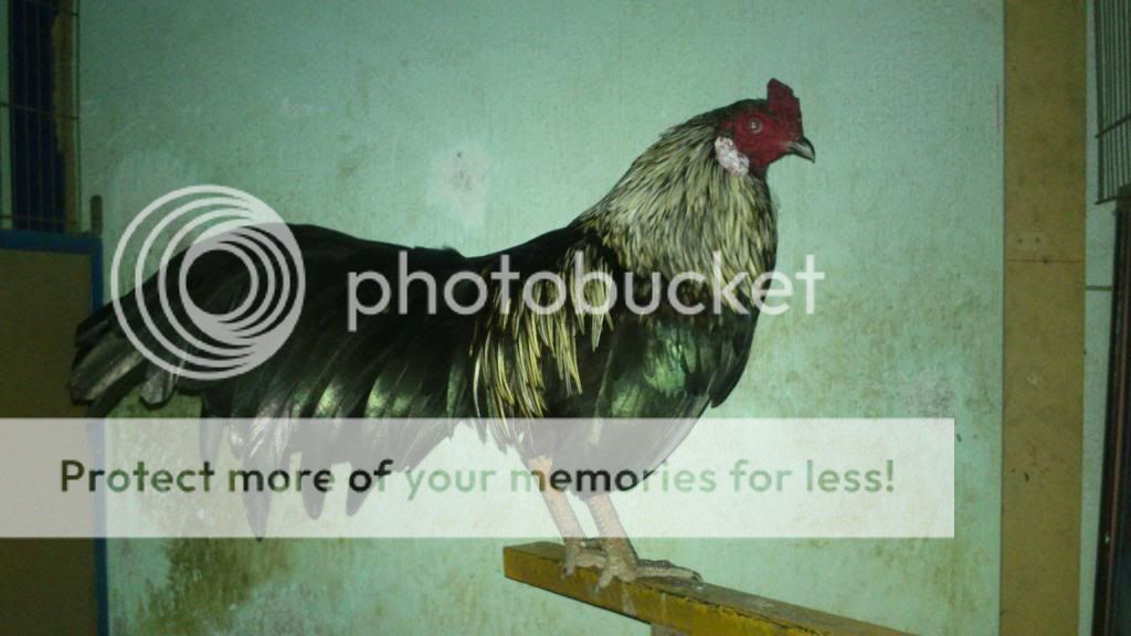 Bến Lức - Long An - Chuyên gà đá tiền - gà Nồi, gà Tre, gà Lai - 3