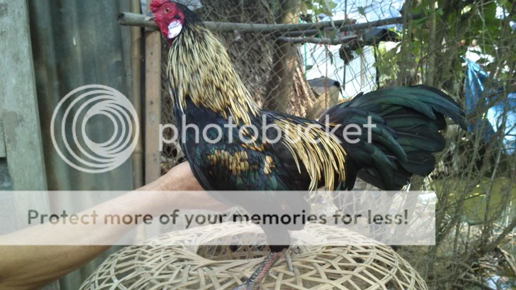 Bến Lức - Long An - Chuyên gà đá tiền - gà Nồi, gà Tre, gà Lai - 6