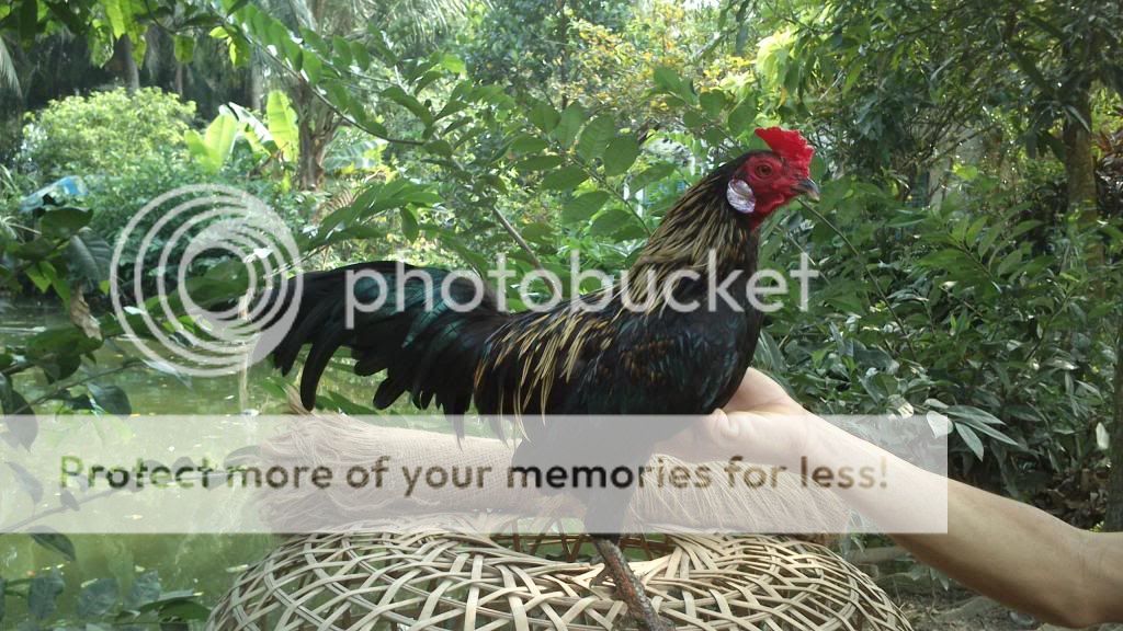 Bến Lức - Long An - Chuyên gà đá tiền - gà Nồi, gà Tre, gà Lai - 5