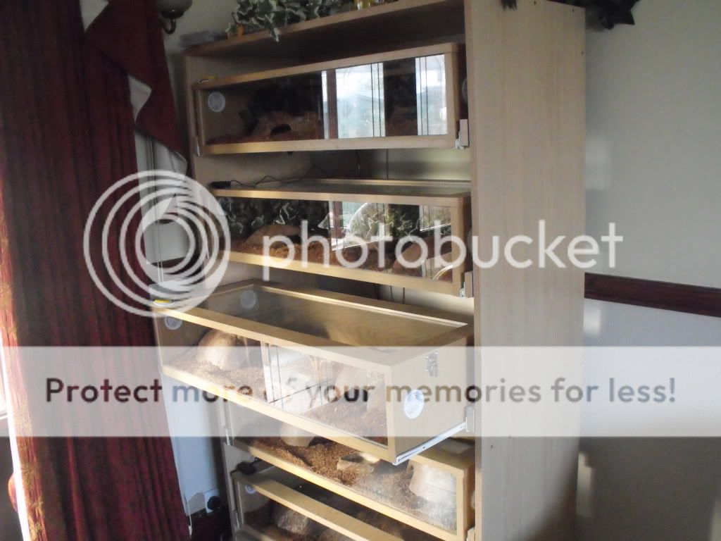 NW England Sliding 5x 36" vivarium/terrarium stack/rack with all