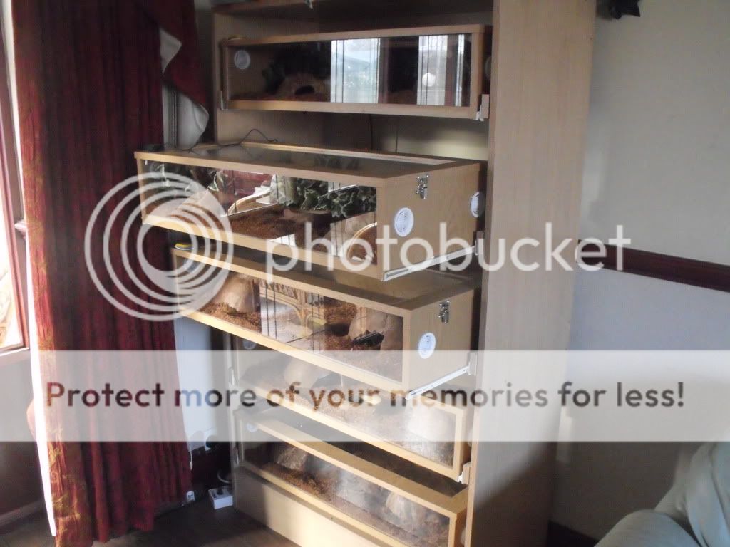 NW England Sliding 5x 36" vivarium/terrarium stack/rack with all