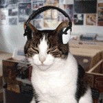 Cat Music Dance lol. Pictures, Images and Photos