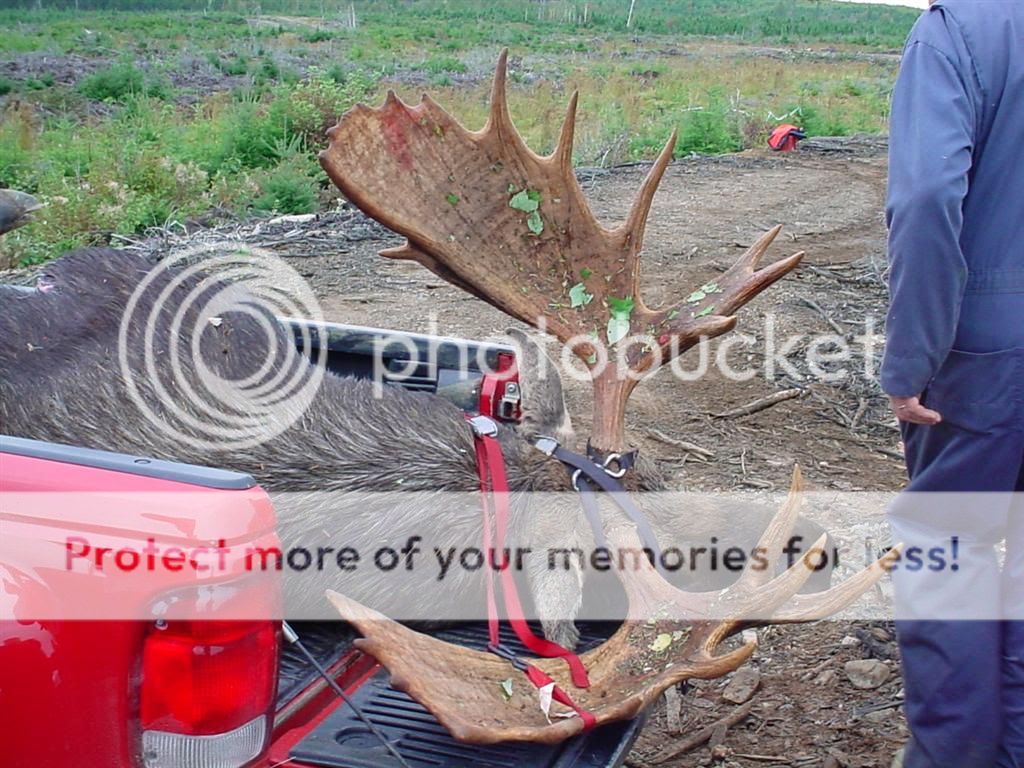 Moose huntin on CFB gagetown Moose Hunting New Brunswick Hunting